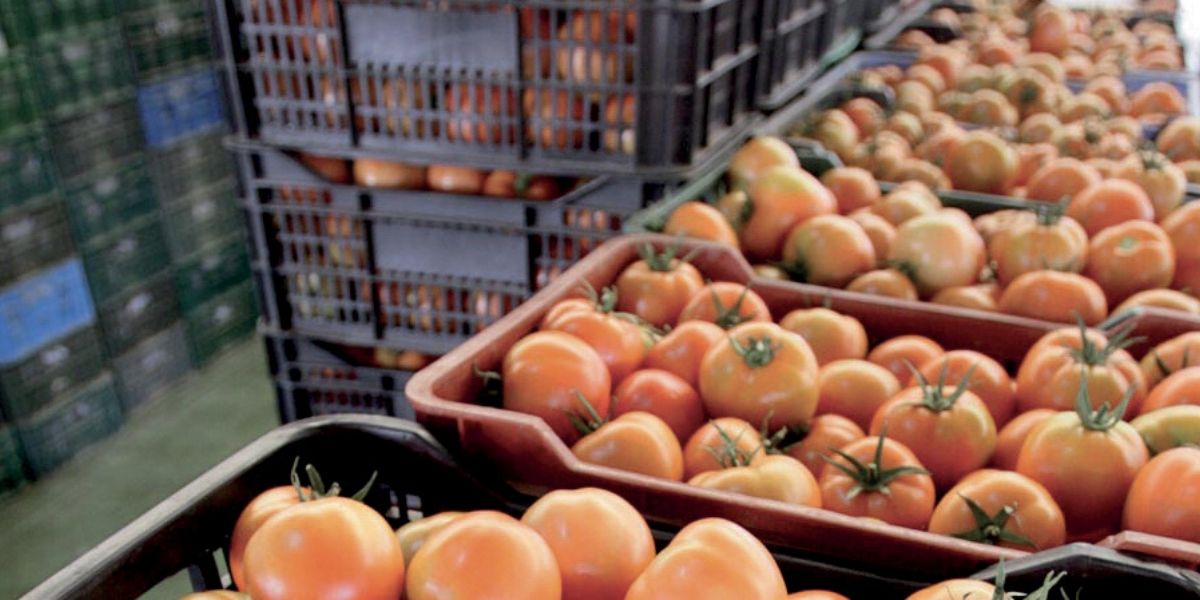 Photo de Les producteurs espagnols s’attaquent (encore) à la tomate marocaine
