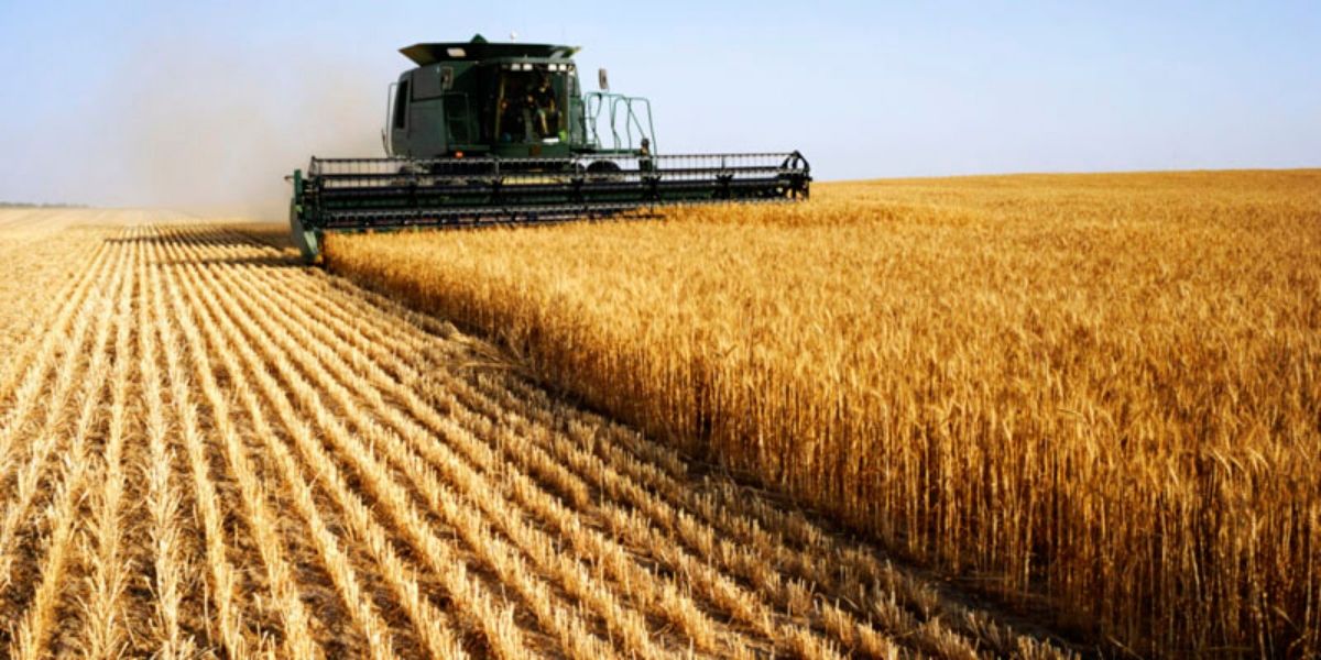 Photo de Campagne agricole 2022-2023 : une récolte moyenne pour les céréales