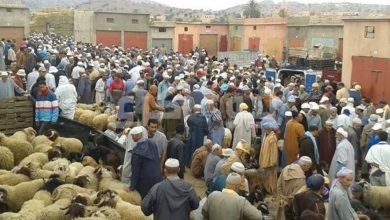 Photo de Aïd Al Adha 1443: l’offre en ovins et caprins couvre largement la demande