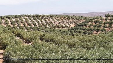 Photo de Sefrou : 2020, une année faste pour la production d’olives