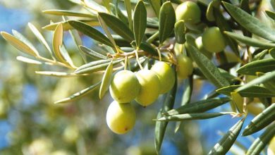 Photo de Taounate mise sur la culture de l’olivier