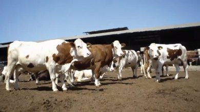Photo de Importations de bovins domestiques: un nouveau projet de décret approuvé