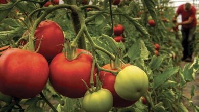 Photo de Marché russe : les exportations de tomates grevées par le virus Pépino