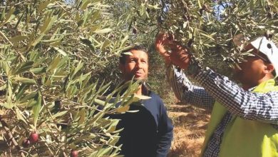 Photo de Production d’olives : “OCP-Al Moutmir” boucle avec brio sa campagne 2021