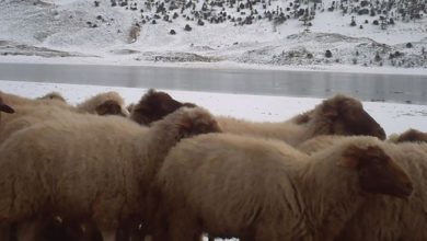 Photo de Fès-Meknès : la vague de froid inquiète les éleveurs du Moyen Atlas