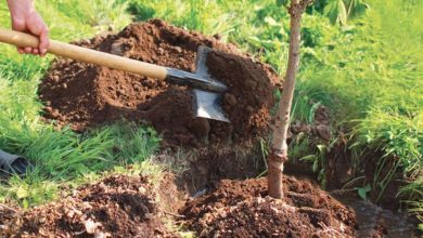 Photo de La stratégie «Forêts du Maroc 2020-2030» se poursuit