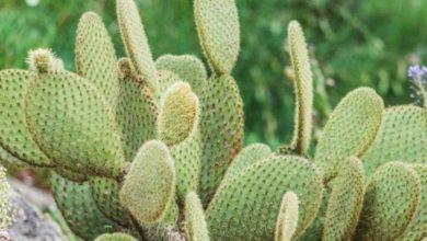 Photo de Lutte contre la cochenille ravageuse de cactus: une avancée majeure