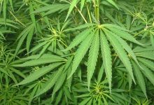 Photo de Société : le CESE se penche sur la légalisation du cannabis 