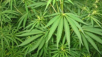 Photo de Société : le CESE se penche sur la légalisation du cannabis 