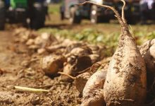 Photo de Cosumar : la campagne de semis de la betterave à sucre lancée