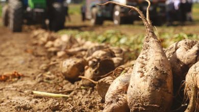 Photo de Cosumar : la campagne de semis de la betterave à sucre lancée