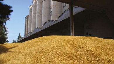 Photo de Importation de blé : la Russie disposée à fournir le Maroc à prix attractifs