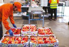 Photo de Fruits et légumes : les exportations vers l’Espagne en hausse