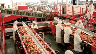Photo de Tomates. Le Maroc renforce son statut de premier exportateur vers l’Europe (hors UE)