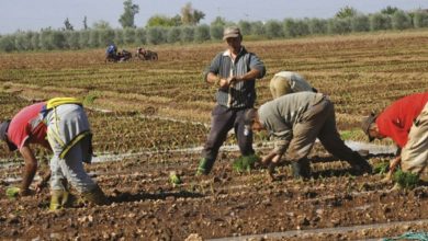 Photo de Agriculture : un nouveau dispositif de soutien aux petits agriculteurs