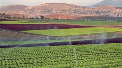 Photo de Fès-Meknès/agriculture: de gros investissements entre 2008 et 2020
