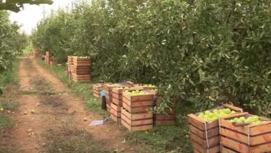 Photo de Production de la pomme : une bonne récolte à Fès-Meknès