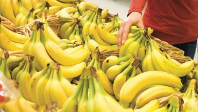 Photo de Importation de bananes : le volume repart à la hausse