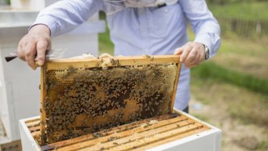 Photo de Disparition des abeilles : une aide d’urgence pour les apiculteurs