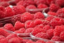Photo de Export : la framboise marocaine conquiert le Moyen-Orient