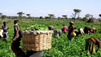Photo de Agriculture : comment aider la femme africaine à surmonter ses difficultés ?