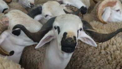 Photo de E-commerce : vers l’ubérisation des moutons à l’Aïd Al Adha?