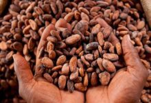 Photo de Ghana : face à la crise, les cacaoculteurs forcés à la contrebande