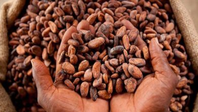 Photo de Ghana : face à la crise, les cacaoculteurs forcés à la contrebande