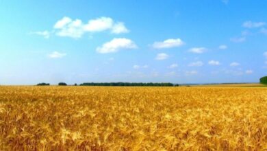 Photo de Production de céréales : l’Ukraine touche le fond