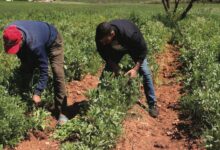 Photo de Tanger-Tétouan-Al Hoceima : lancement de l’initiative de conseil agricole “Bizana”