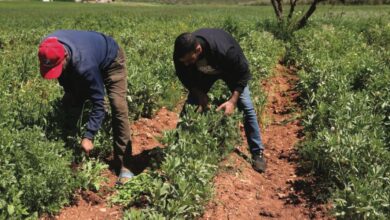 Photo de Fès-Meknès : l’ONCA active son programme de conseil et de formation des agriculteurs