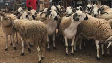 Photo de Rabat-Salé-Kénitra : une offre de près d’un million d’ovins et de caprins pour l’Aïd Al Adha