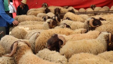 Photo de Aid Al-Adha : pas de panique, l’offre en bétail couvre largement la demande