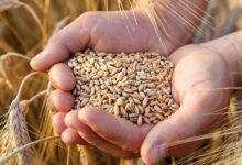 Photo de Importation de blé tendre : le système de restitution à nouveau instauré