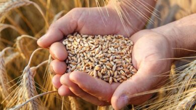 Photo de Importations de blé tendre : le quota fixé à 25 millions de quintaux au T3 