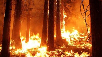 Photo de Feu de forêt à Taza: 400 hectares ravagés
