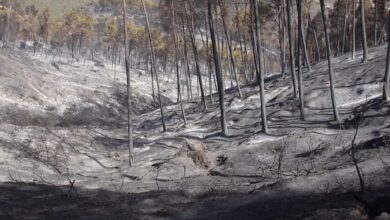 Photo de Taounate-Larache : les feux de forêt maîtrisés… en partie