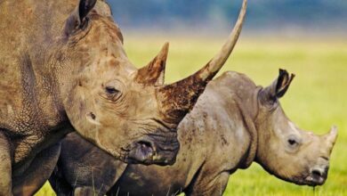 Photo de Afrique du Sud : alerte au trafic d’espèces sauvages !