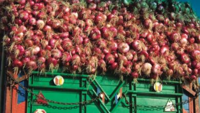 Photo de Pénurie d’oignons au Sénégal. Les producteurs marocains appelés à la rescousse