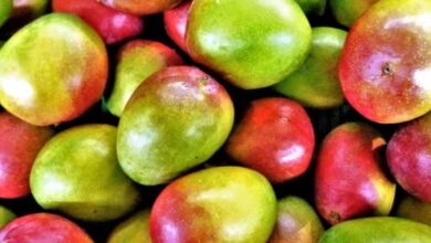 Photo de Agriculture : l’importation des mangues explose