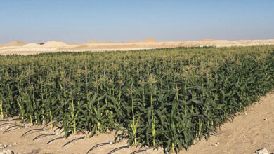 Photo de Agriculture : la région de Dakhla-Oued Ed-Dahab s’initie aux PPP