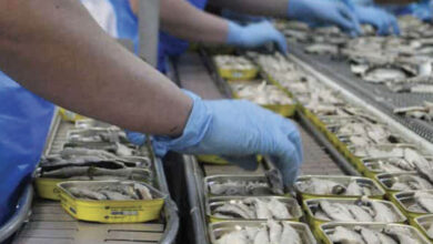 Photo de Import-export de produits halieutiques : la douane resserre la vis