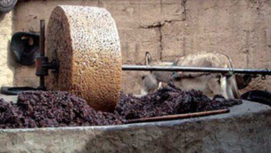 Photo de Fès-Meknès : 40,5 MDH pour la valorisation de grignons d’olives à Taounate