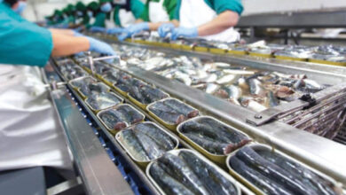 Photo de Transformation des produits de la pêche : Industrie cherche soutien désespérément