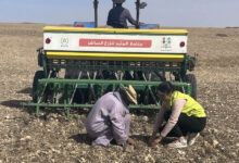 Photo de Semis direct : la région Béni Mellal-Khénifra vise les 80.000 ha à l’horizon 2030