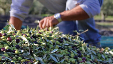 Photo de Huile d’olive : le prix atteint des niveaux record dans cette région