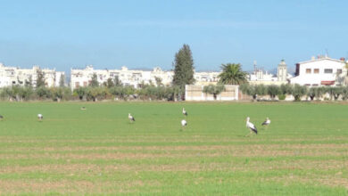 Photo de Fès-Meknès/Agriculture : la situation hydrique s’améliore