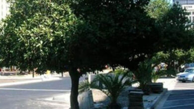 Photo de Arrondissement de Sidi Belyout : 132 arbres transplantés