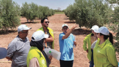 Photo de Dispositif «Al Moutmir» : des résultats prometteurs pour la filière de l’olivier