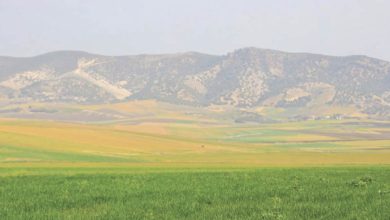 Photo de Fès-Meknès : 50.000 hectares de terres collectives mobilisées pour le Plan agricole régional
